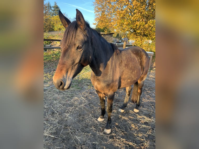 Duitse rijpony Merrie 7 Jaar 147 cm Zwartbruin in Kühlenhagen