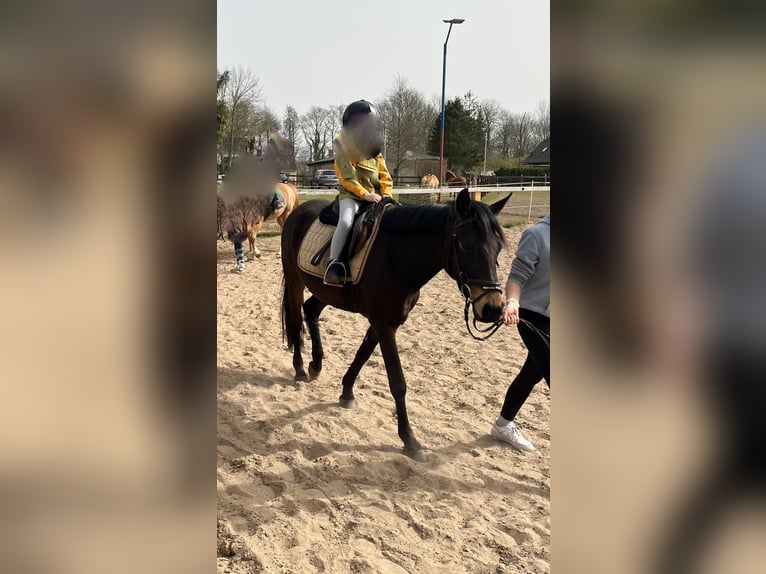 Duitse rijpony Merrie 7 Jaar 147 cm Zwartbruin in Kühlenhagen