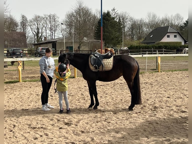 Duitse rijpony Merrie 7 Jaar 147 cm Zwartbruin in Kühlenhagen