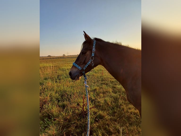 Duitse rijpony Merrie 7 Jaar 147 cm Zwartbruin in Kühlenhagen