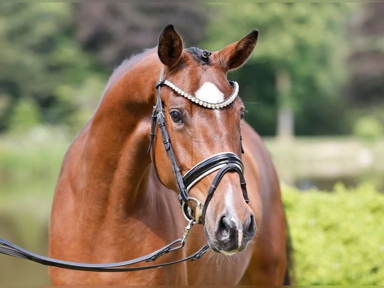 Duitse rijpony Merrie 7 Jaar 148 cm Bruin in Nehms