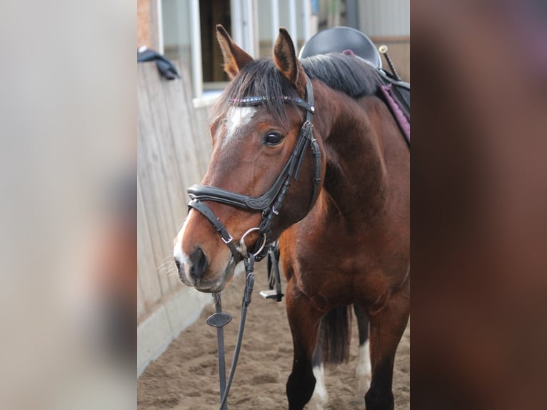 Duitse rijpony Merrie 7 Jaar 148 cm Bruin in Nehms
