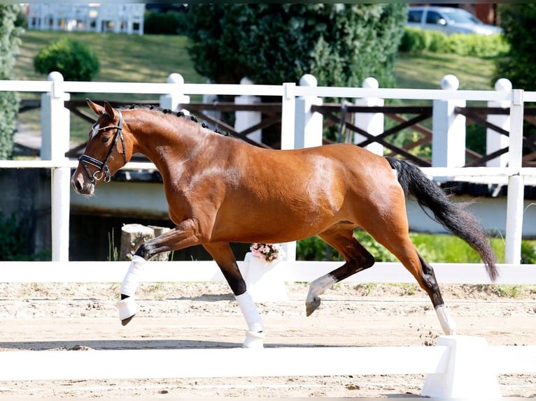 Duitse rijpony Merrie 7 Jaar 148 cm Bruin in Nehms