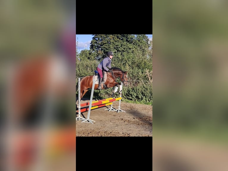 Duitse rijpony Merrie 7 Jaar 148 cm Bruin in Nehms