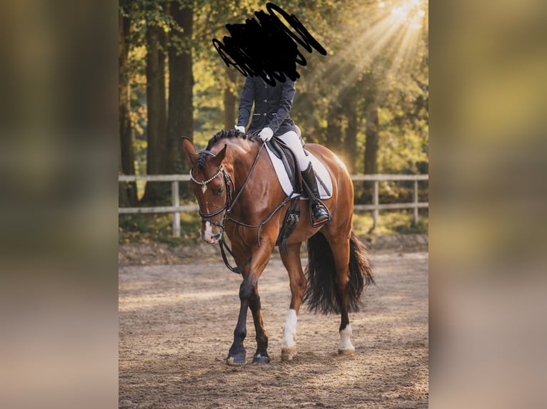 Duitse rijpony Merrie 7 Jaar 148 cm Bruin in Ankum
