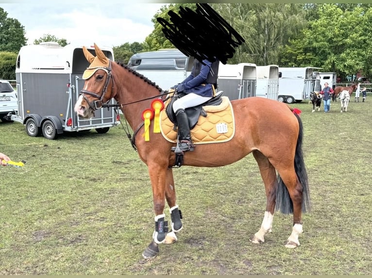 Duitse rijpony Merrie 7 Jaar 148 cm Bruin in Ankum