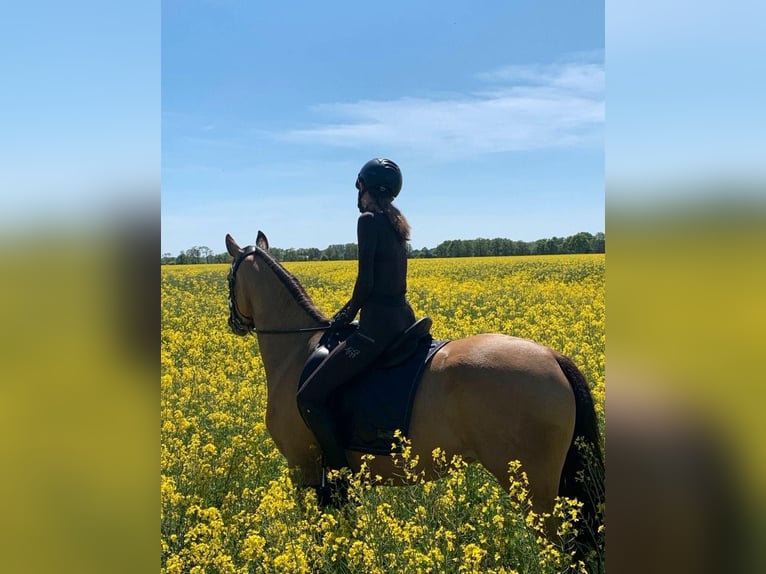Duitse rijpony Merrie 7 Jaar 148 cm Buckskin in Syke