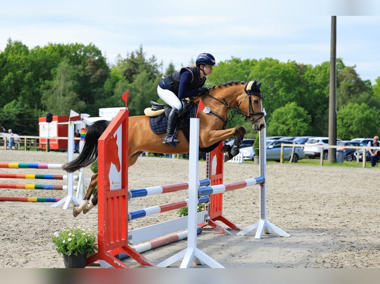 Duitse rijpony Merrie 7 Jaar 148 cm Buckskin in Rumohr