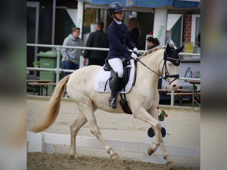 Duitse rijpony Merrie 7 Jaar 148 cm Cremello in Selm