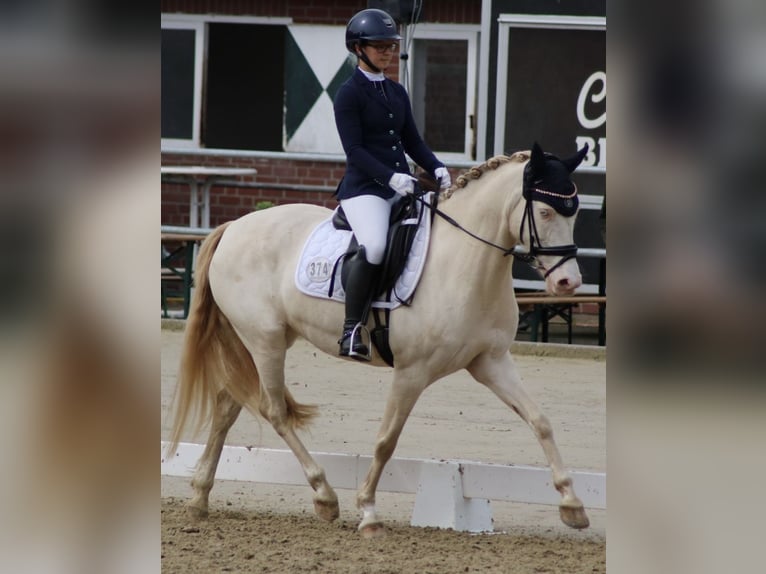 Duitse rijpony Merrie 7 Jaar 148 cm Cremello in Selm