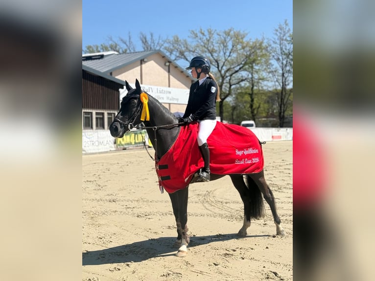 Duitse rijpony Merrie 7 Jaar 148 cm Donkerbruin in Uedem