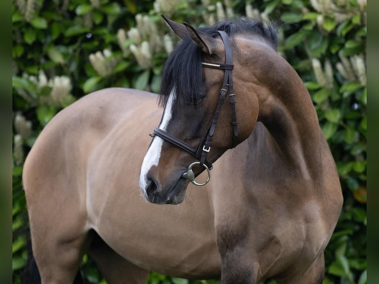 Duitse rijpony Merrie 7 Jaar 148 cm Falbe in Lierop