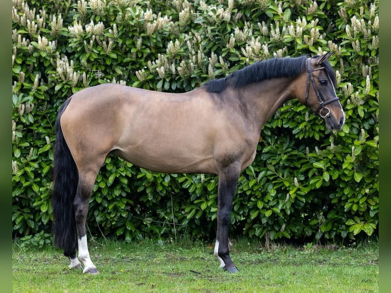 Duitse rijpony Merrie 7 Jaar 148 cm Falbe in Lierop