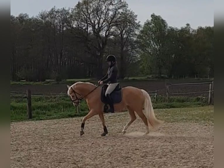 Duitse rijpony Merrie 7 Jaar 148 cm Palomino in Stuhr
