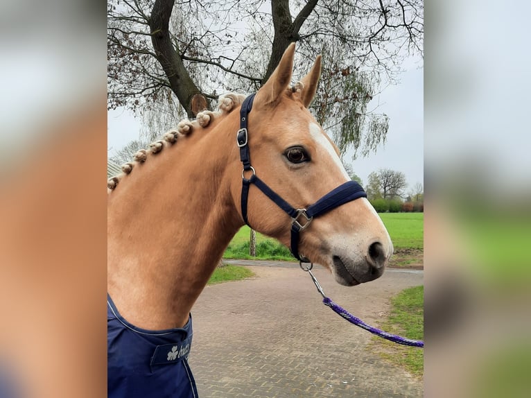 Duitse rijpony Merrie 7 Jaar 148 cm Palomino in Stuhr
