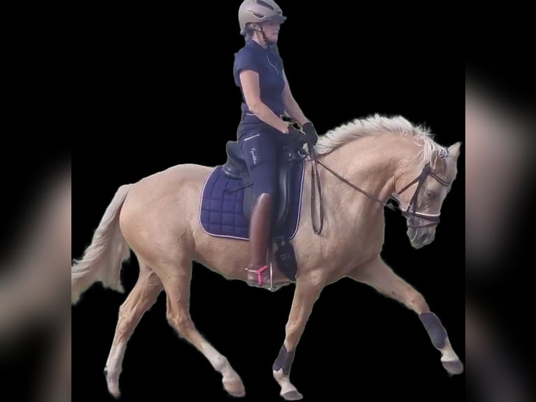 Duitse rijpony Merrie 7 Jaar 148 cm Palomino in Stuhr