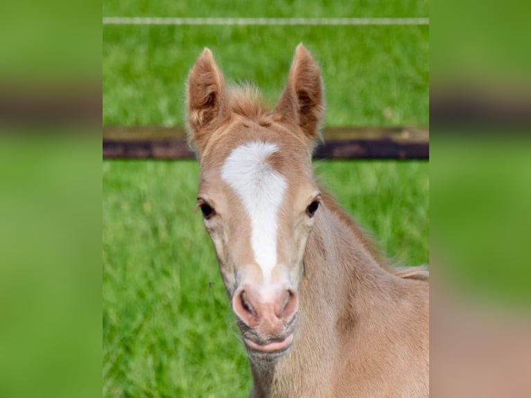 Duitse rijpony Merrie 7 Jaar 148 cm Palomino in Stuhr