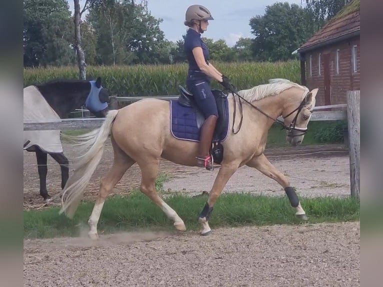 Duitse rijpony Merrie 7 Jaar 148 cm Palomino in Stuhr