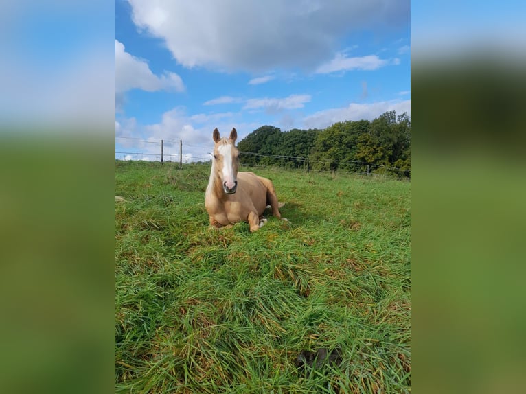 Duitse rijpony Merrie 7 Jaar 148 cm Palomino in Burscheid