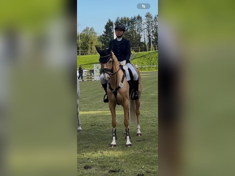 Duitse rijpony Merrie 7 Jaar 148 cm Palomino in Walchum