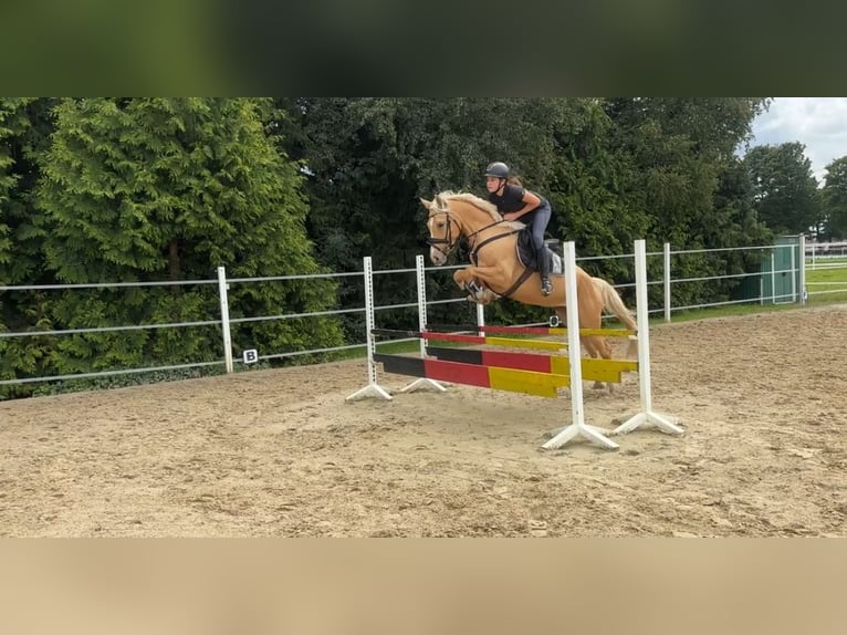 Duitse rijpony Merrie 7 Jaar 148 cm Palomino in Walchum