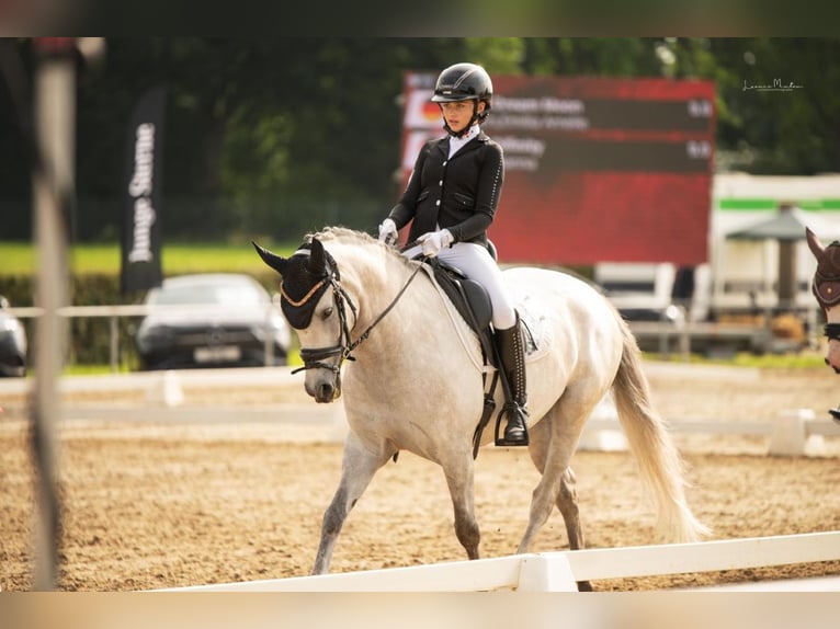 Duitse rijpony Merrie 7 Jaar 148 cm Schimmel in Heinsberg