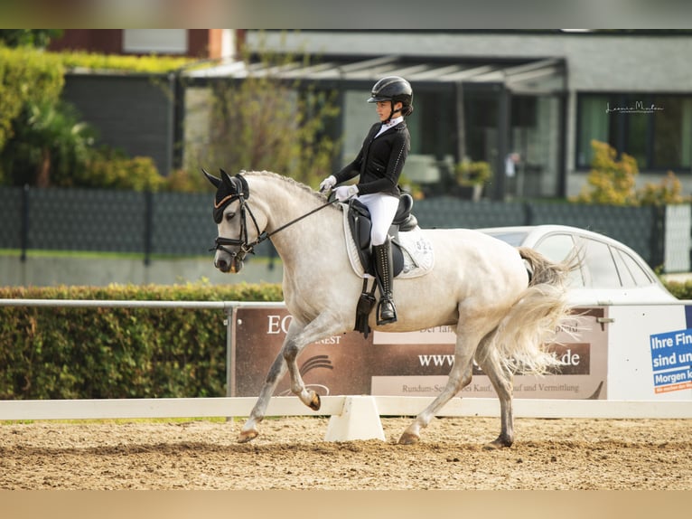 Duitse rijpony Merrie 7 Jaar 148 cm Schimmel in Heinsberg