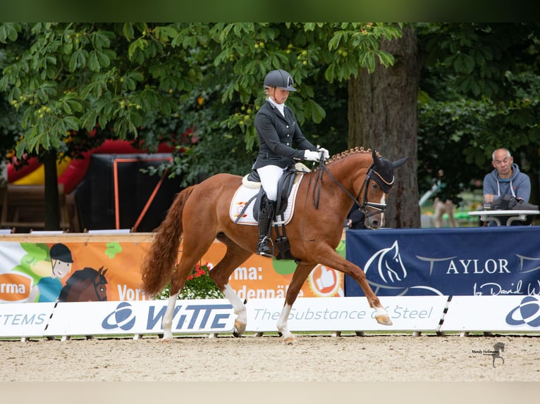 Duitse rijpony Merrie 7 Jaar 148 cm Vos in Cappeln