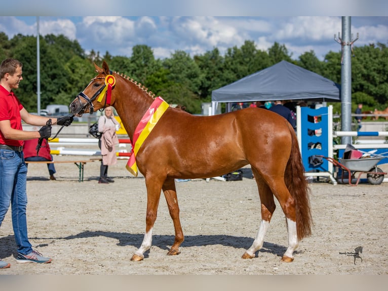 Duitse rijpony Merrie 7 Jaar 148 cm Vos in Cappeln