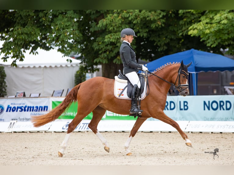 Duitse rijpony Merrie 7 Jaar 148 cm Vos in Cappeln