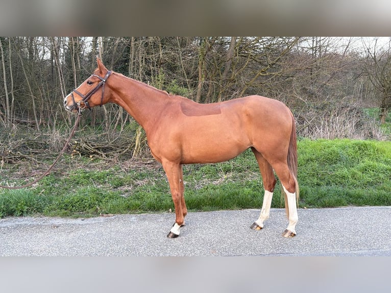 Duitse rijpony Merrie 7 Jaar 148 cm Vos in Grevenbroich