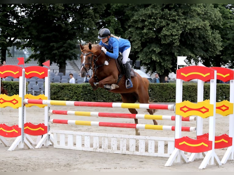Duitse rijpony Merrie 7 Jaar 148 cm Vos in Dallgow-Döberitz