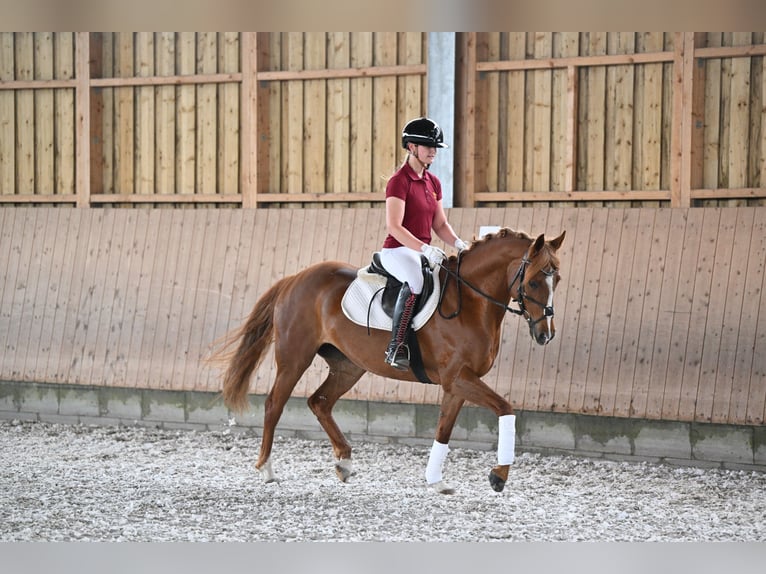 Duitse rijpony Merrie 7 Jaar 148 cm Vos in Dallgow-Döberitz