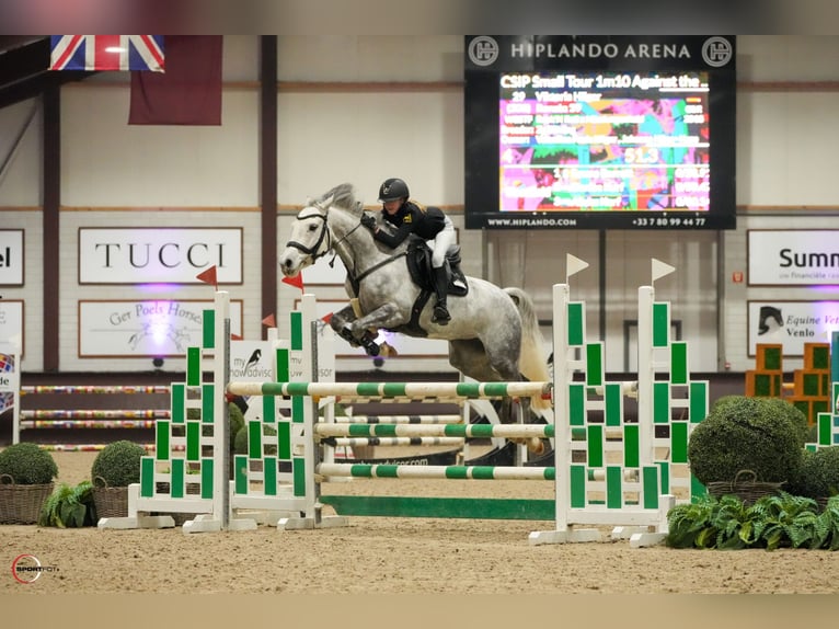Duitse rijpony Merrie 7 Jaar 149 cm Appelschimmel in Braunschweig