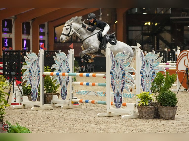 Duitse rijpony Merrie 7 Jaar 149 cm Appelschimmel in Braunschweig