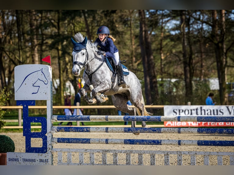 Duitse rijpony Merrie 7 Jaar 149 cm Appelschimmel in Braunschweig