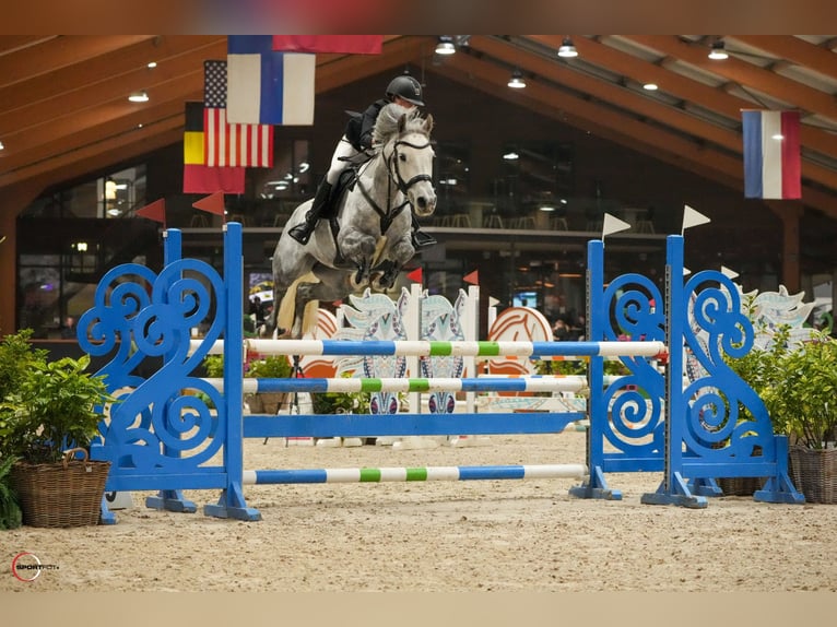 Duitse rijpony Merrie 7 Jaar 149 cm Appelschimmel in Braunschweig