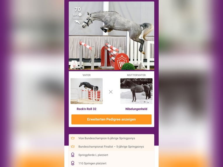 Duitse rijpony Merrie 7 Jaar 149 cm Appelschimmel in Braunschweig