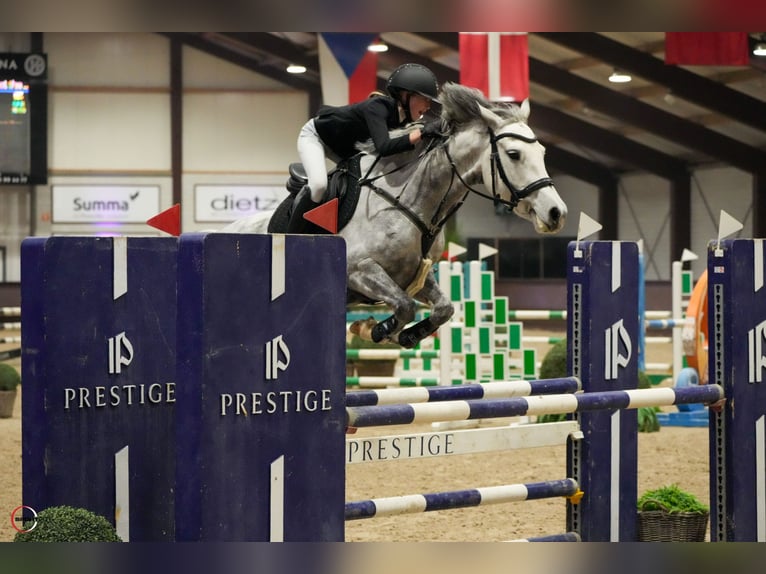 Duitse rijpony Merrie 7 Jaar 149 cm Appelschimmel in Braunschweig