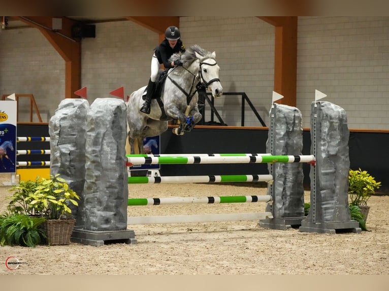 Duitse rijpony Merrie 7 Jaar 149 cm Appelschimmel in Braunschweig