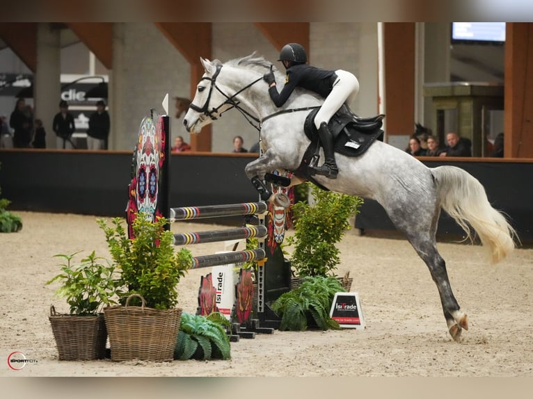 Duitse rijpony Merrie 7 Jaar 149 cm Appelschimmel in Braunschweig