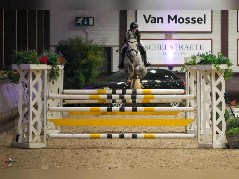 Duitse rijpony Merrie 7 Jaar 149 cm Appelschimmel in Braunschweig