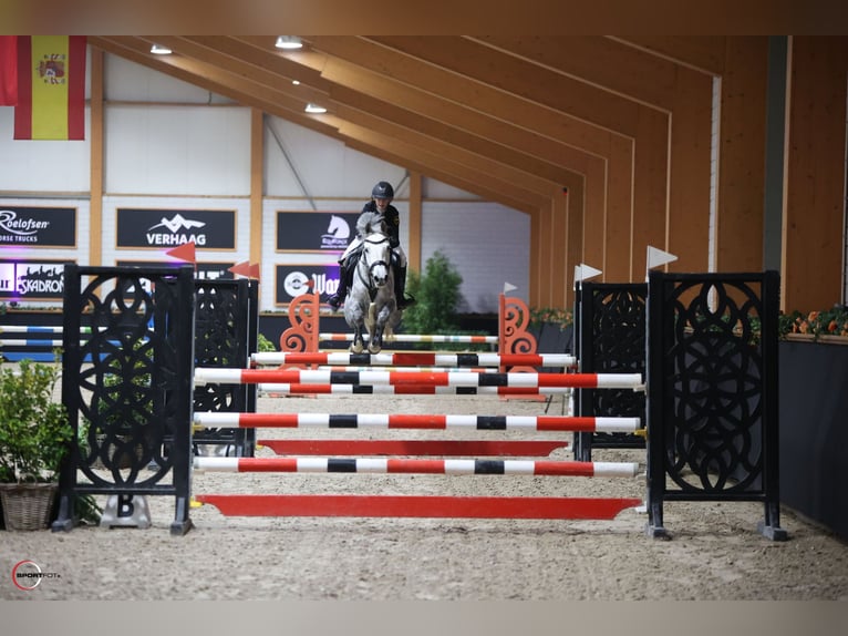 Duitse rijpony Merrie 7 Jaar 149 cm Appelschimmel in Braunschweig