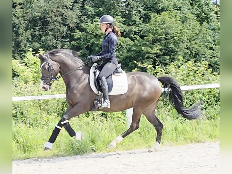 Duitse rijpony Merrie 7 Jaar 149 cm Bruin in Ruppichteroth