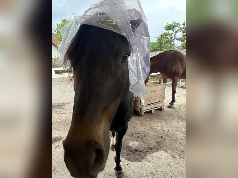 Duitse rijpony Mix Merrie 7 Jaar 149 cm Zwartbruin in Villingen-Schwenningen