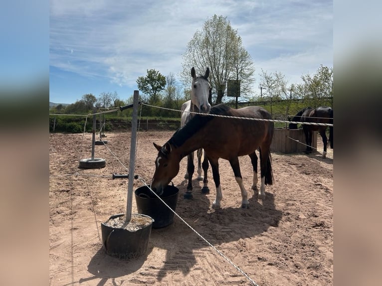 Duitse rijpony Mix Merrie 7 Jaar 150 cm Bruin in Burghaun