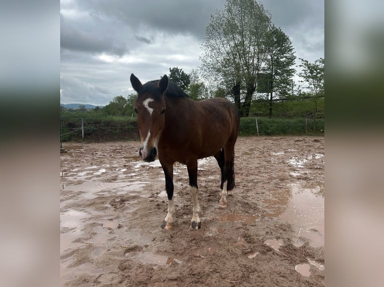 Duitse rijpony Mix Merrie 7 Jaar 150 cm Bruin in Burghaun