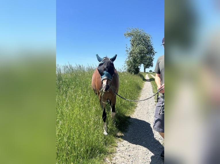 Duitse rijpony Mix Merrie 7 Jaar 150 cm Bruin in Burghaun