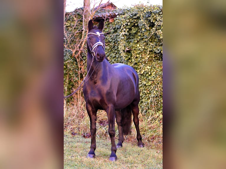 Duitse rijpony Merrie 7 Jaar 150 cm Zwart in Klötze