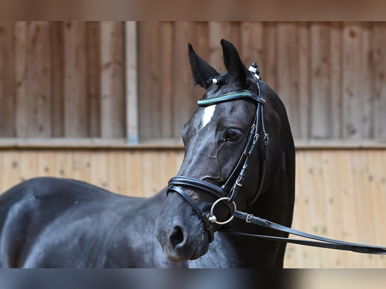 Duitse rijpony Merrie 7 Jaar 150 cm Zwart in Reichenwalde